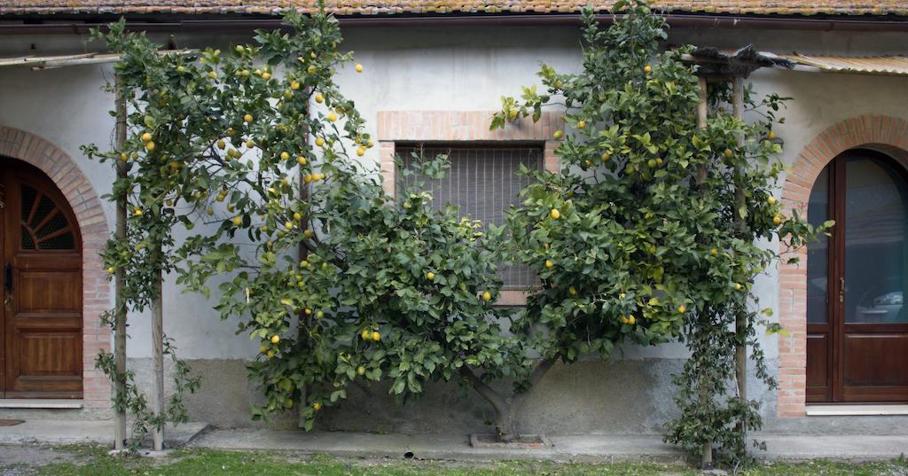 Agriturismo Monte Alzato Capalbio Room photo